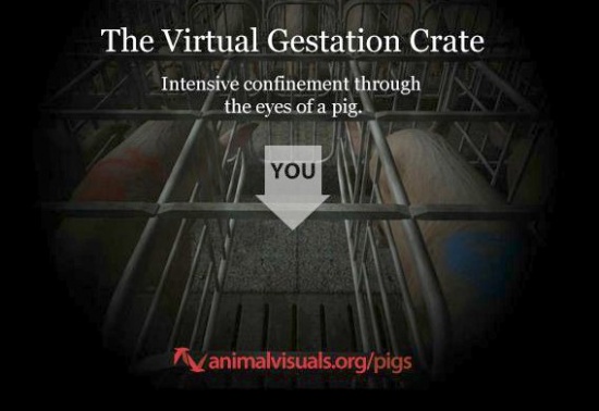 Gestation Crate