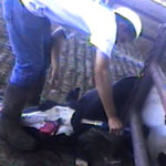 central valley meat investigation