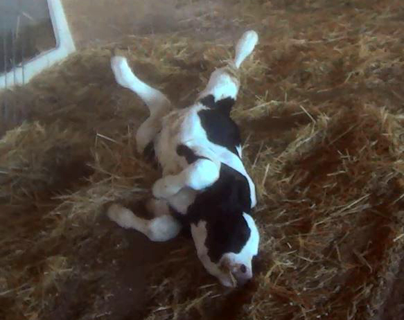 Quanah Cattle Company Animal Cruelty