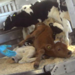 Quanah Cattle Company Animal Cruelty