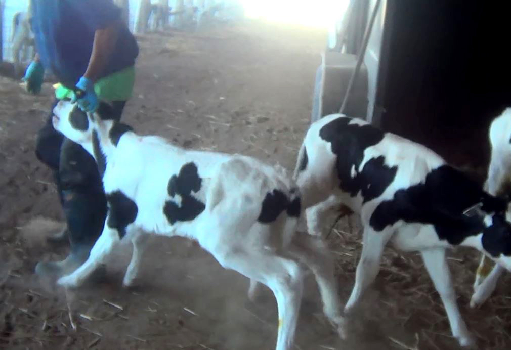 Quanah Cattle Company: Shocking Abuse to Calves | Animal Outlook