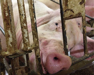 It's Time to Educate Others on the Realities of Factory Farms