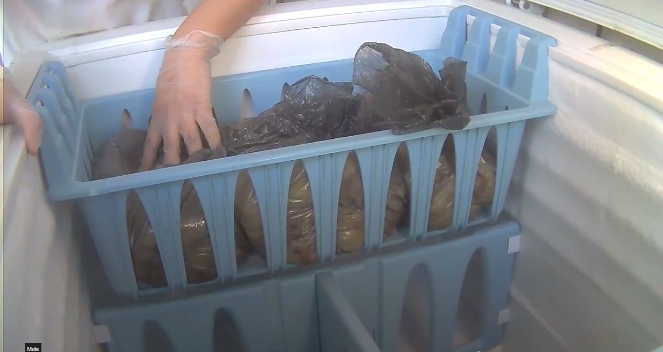 After baby birds are suffocated and gassed, they are stored in a freezer