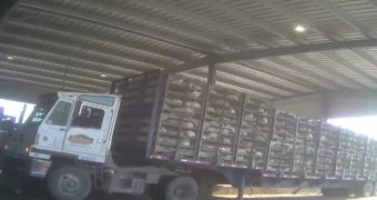 A truck enters Mountaire Farms loaded with chickens who will be killed