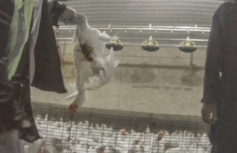 A worker karate chops a chicken’s neck multiple times