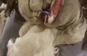 A chicken is “boned,” by piercing a plastic rod through the bird’s nasal passage