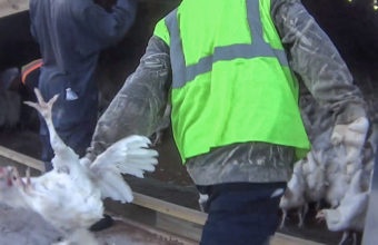 A worker throws a chicken held by the wings