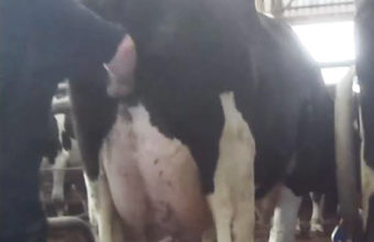 A cow is punched in her sensitive udder
