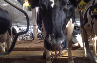 A cow with a spiked nose ring
