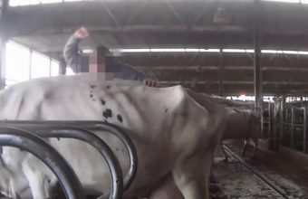 A worker violently punches a cow