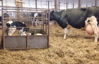 Calves are taken away from their mothers almost immediately