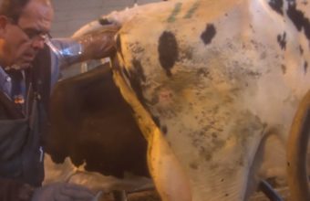 Cows are repeatedly artificially inseminated in an invasive procedure
