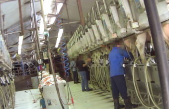 Cows being milked on this massive factory farm
