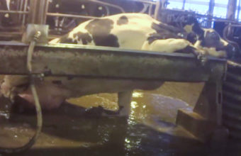 Cows frequently became stuck on these water troughs
