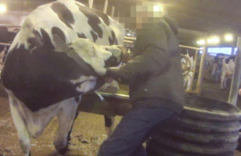 Mason Dixon's co-owner roughly pulls a cow by the head