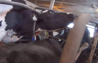 This cow tries to protect an injured cow being shocked with an electric prod