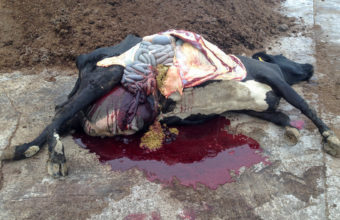 This cow was autopsied after becoming sick and dying for unknown reasons
