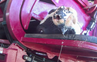 This stressed cow is restrained in a hoof trimmer