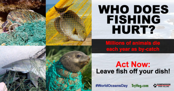 Help Our Finned Friends On World Oceans Day - Animal Outlook