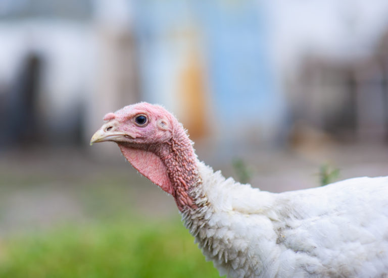 Goldsboro Milling Company Turkey Hatchery Animal Outlook