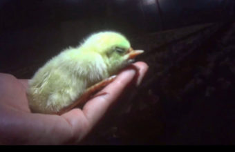 A baby chick has a beak deformity