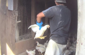 A worker kills a chicken by holding the bird improperly