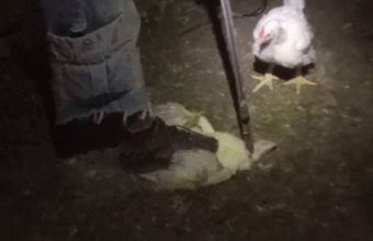 A worker stomps on this chicken as he stabs the chickens throat