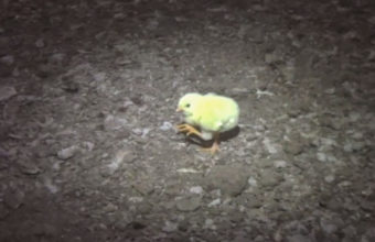 An obese baby chick has a leg injury