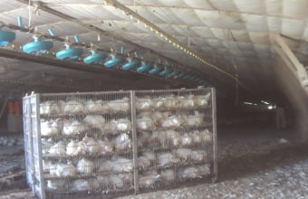 Birds in crowded cages, soon to be shipped to slaughter