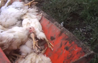 Chickens who were killed or found dead