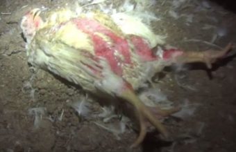 Broiler birds suffer tremendously from rapid growth, causing many to die before slaughter