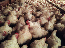 chickens on factory farm McDonald's