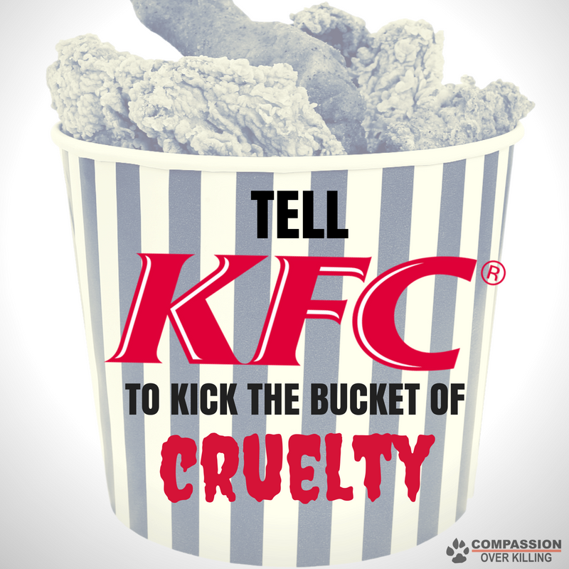 poultry industry cruelty