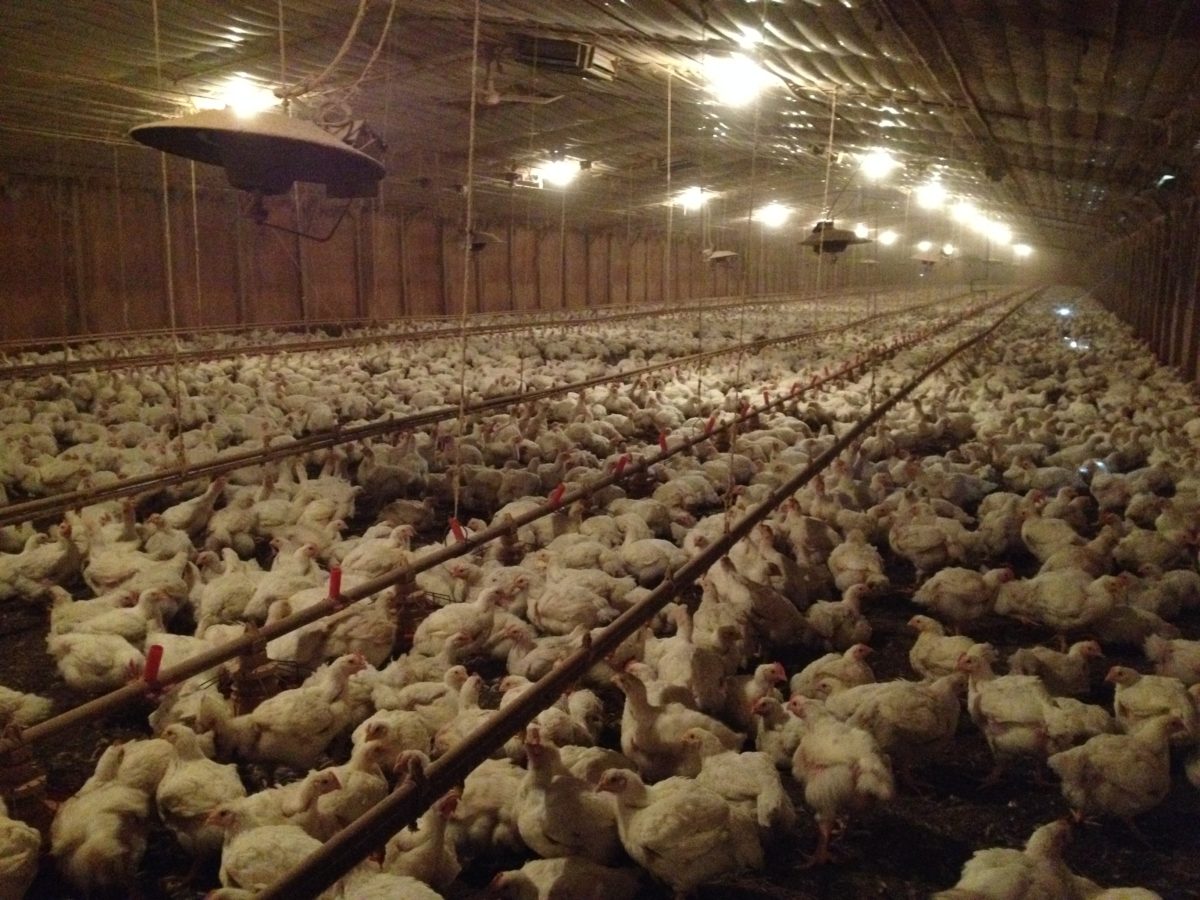 chicken factory farm