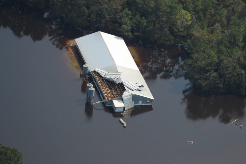 flooded factory farm in hurricane florence
