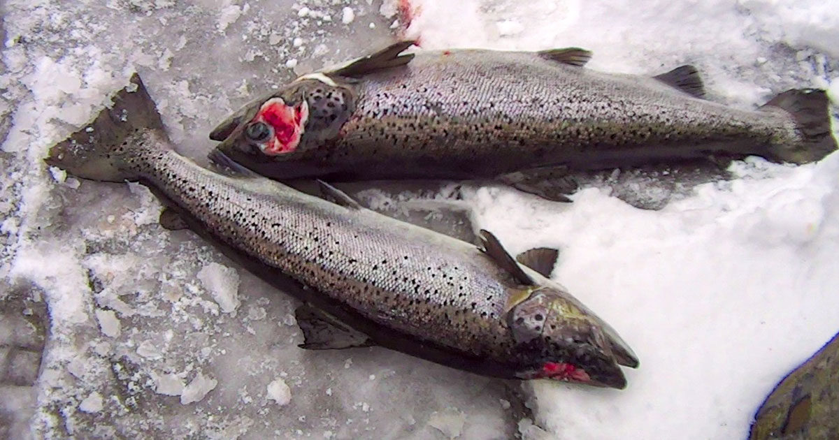 cooke aquaculture diseased fish