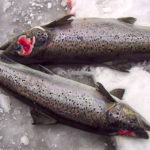 cooke aquaculture diseased fish