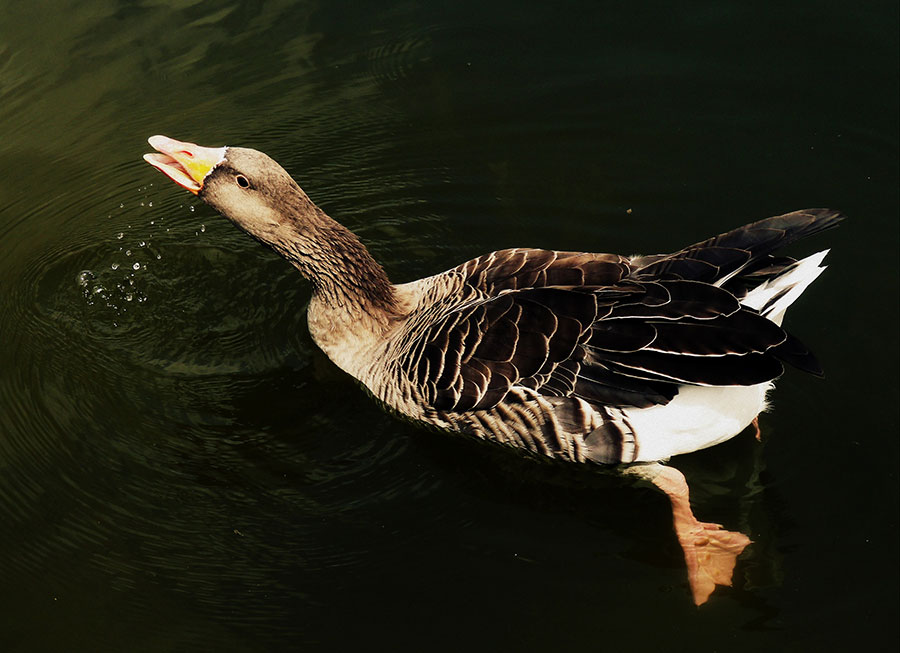 duck swimming