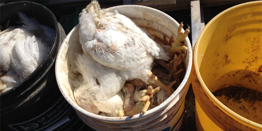 dead chickens thrown in trash