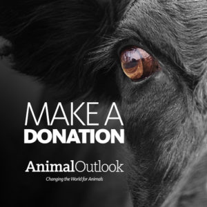 Donate To Animal Outlook