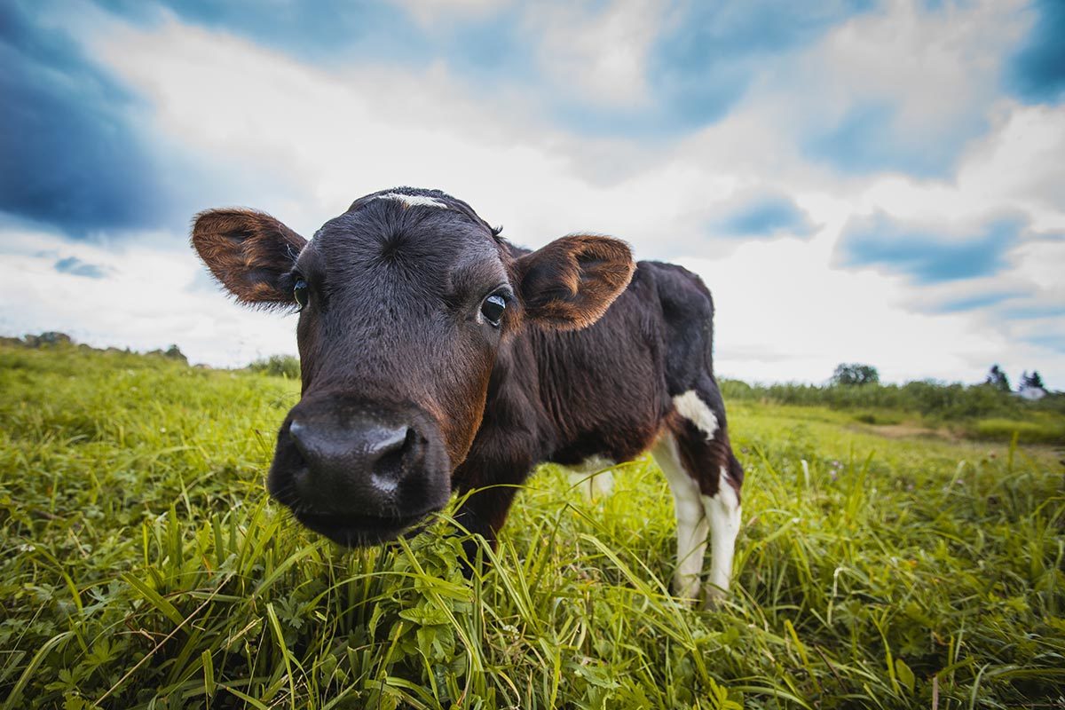 cow in field