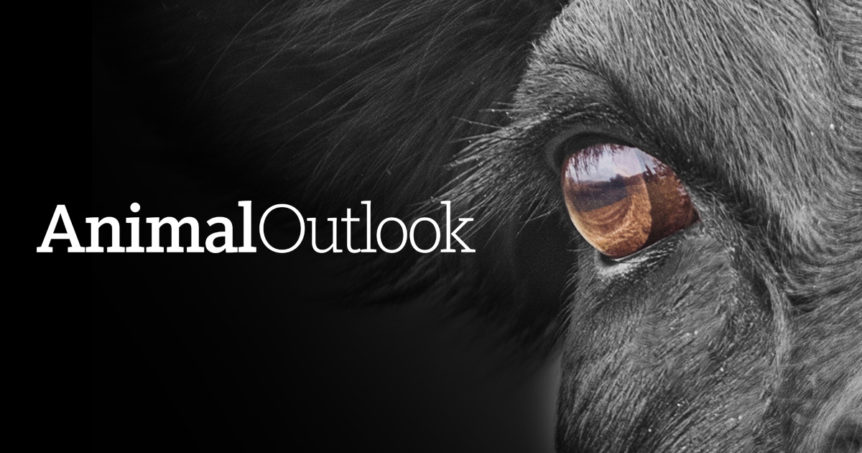 animal outlook logo with cow