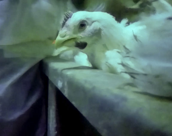 sick chicken inside factory farm