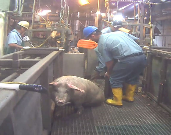 sick pig inside factory farm
