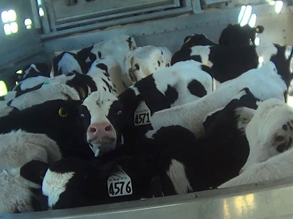 calves being transported for slaughter