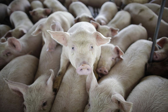 crowded pigs inside factory farm