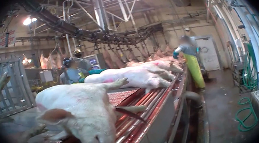 USDA Inspector Describes Filth and Mistreatment of “Model” High-Speed  Slaughterhouse - Animal Outlook
