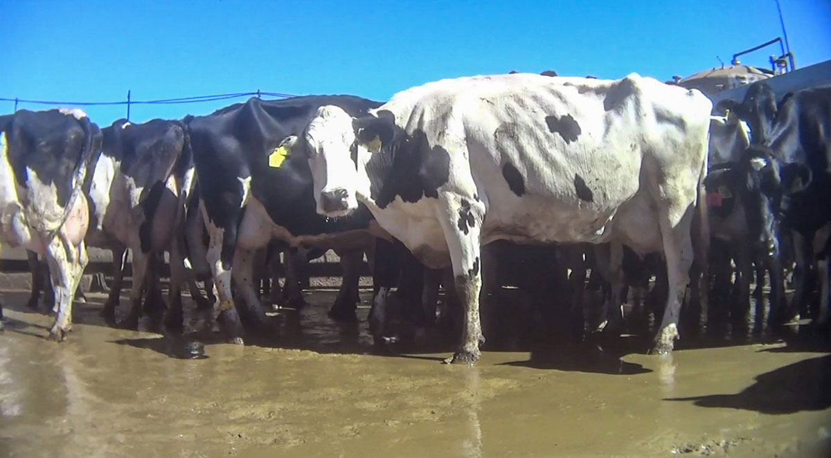 Undercover Investigator Reveals Dairy Farm Cruelty | Animal Outlook