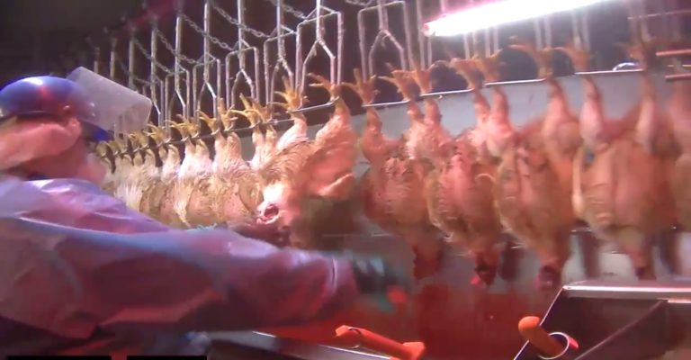 USDA Withdraws Reckless High-Speed Chicken Slaughter Rule - Animal Outlook