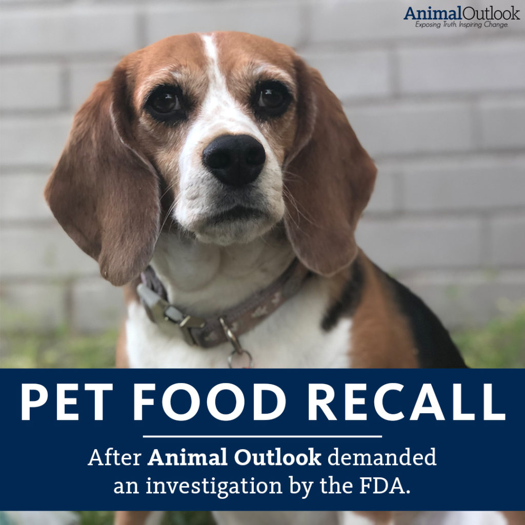 PRESS RELEASE Animal Outlook Complaint Prompts FDA Inspection and